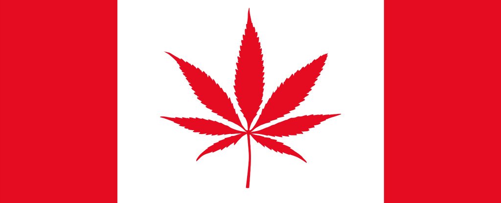 canada flag as pot leaf